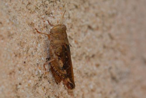 Calliptamus sp.